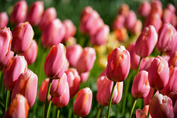 Blooming tulips flowerbed in Keukenhof flower garden Netherland by Dmitry Rukhlenko