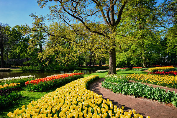 Blooming tulips flowerbeds in Keukenhof flower garden Netherlan by Dmitry Rukhlenko