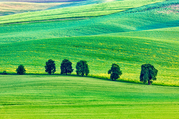 Rolling landscape of South Moravia with trees. by Dmitry Rukhlenko