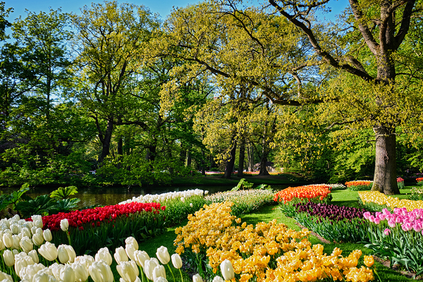 Blooming tulips flowerbeds in Keukenhof flower garden Netherlan by Dmitry Rukhlenko