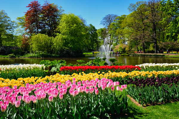 Blooming tulips flowerbed in Keukenhof flower garden Netherland by Dmitry Rukhlenko
