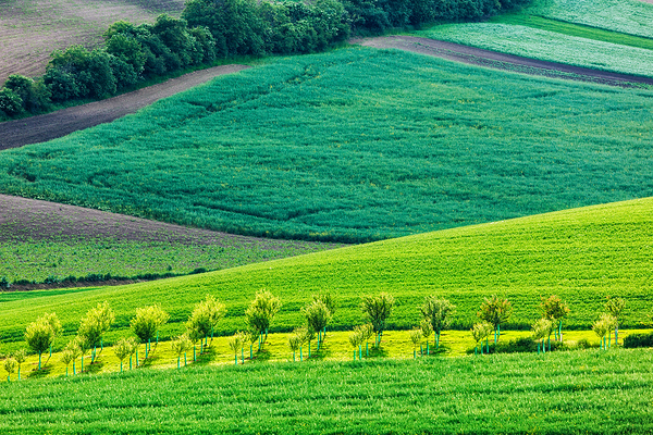 Apple trees in rolling fields of Moravia by Dmitry Rukhlenko