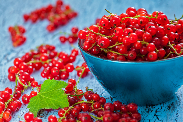 Redcurrant in wicker bowl on the table by Dmitry Rukhlenko