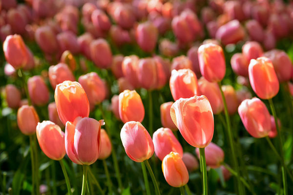 Blooming tulips flowerbed in Keukenhof flower garden Netherland by Dmitry Rukhlenko