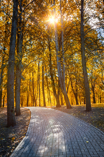 Autumn in park by Dmitry Rukhlenko