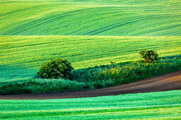 Rolling landscape of South Moravia in the morning by Dmitry Rukhlenko