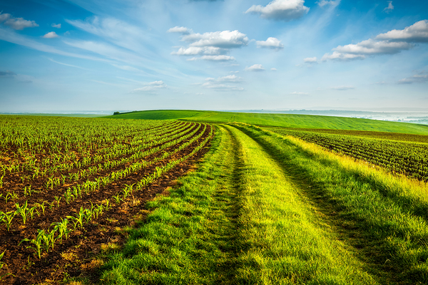 Rolling fields of Moravia by Dmitry Rukhlenko