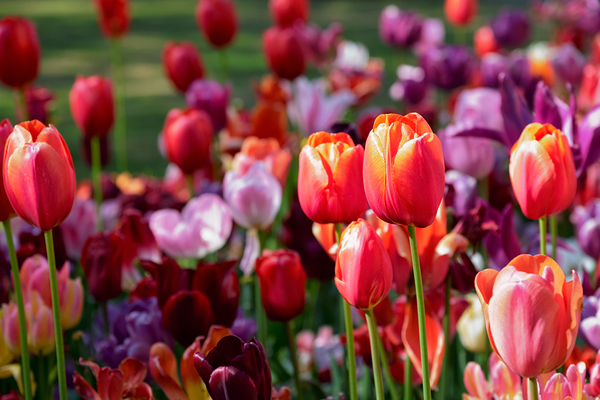 Blooming tulips flowerbed in Keukenhof flower garden Netherland by Dmitry Rukhlenko