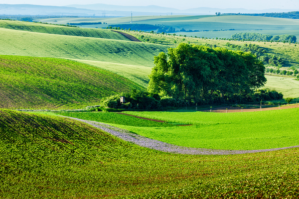 Moravian rolling landscape with trees by Dmitry Rukhlenko