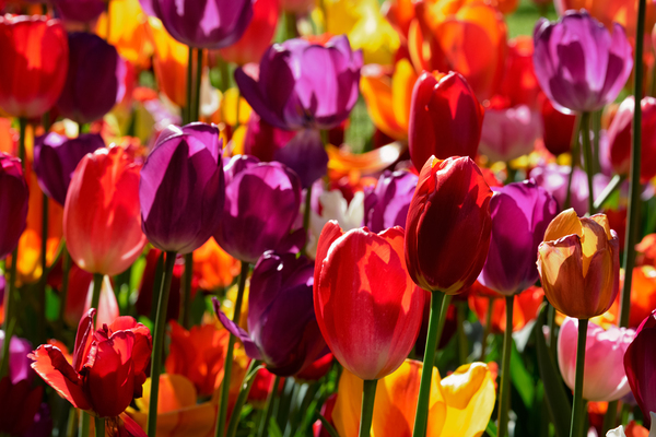 Blooming tulips flowerbed in Keukenhof flower garden Netherland by Dmitry Rukhlenko