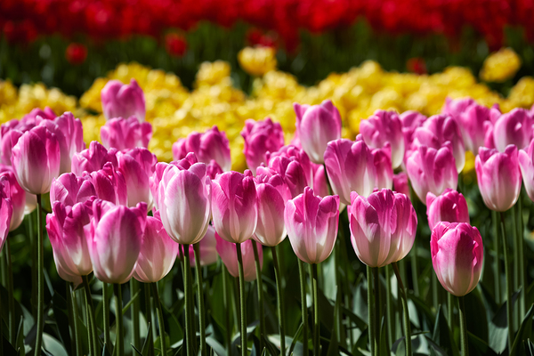 Blooming tulips flowerbed in Keukenhof flower garden Netherland by Dmitry Rukhlenko