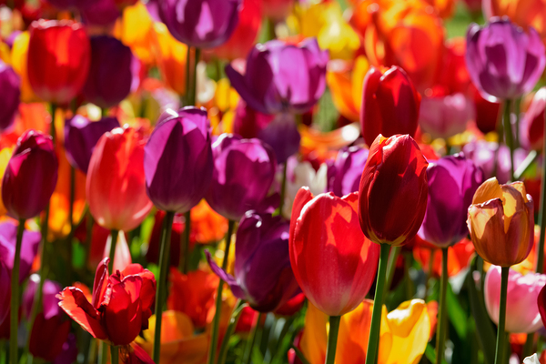 Blooming tulips flowerbed in Keukenhof flower garden Netherland by Dmitry Rukhlenko