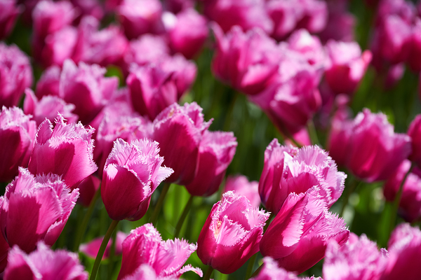 Blooming tulips flowerbed in Keukenhof flower garden Netherland by Dmitry Rukhlenko
