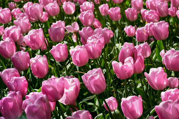Blooming tulips flowerbed in Keukenhof flower garden Netherland by Dmitry Rukhlenko
