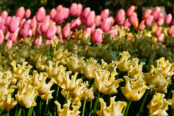 Blooming tulips flowerbed in Keukenhof flower garden Netherland by Dmitry Rukhlenko