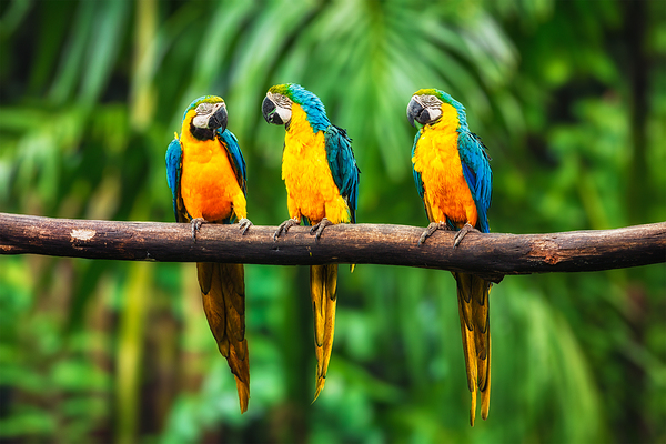 Blue and Yellow Macaw in forest by Dmitry Rukhlenko