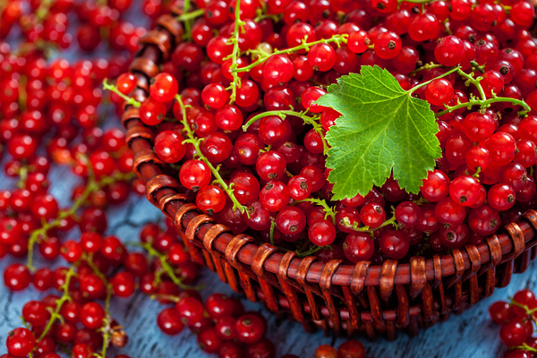 Redcurrant in wicker bowl on the table by Dmitry Rukhlenko