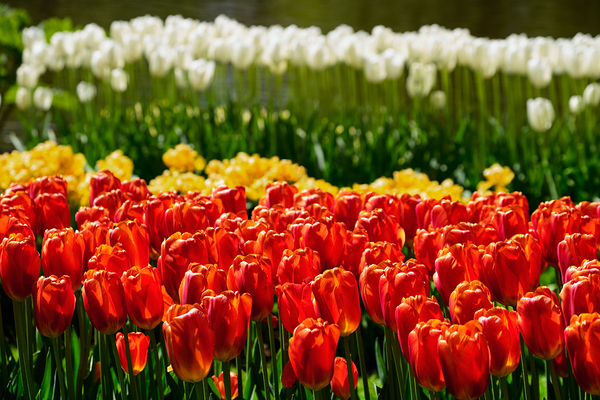 Blooming tulips flowerbed in Keukenhof flower garden Netherland by Dmitry Rukhlenko