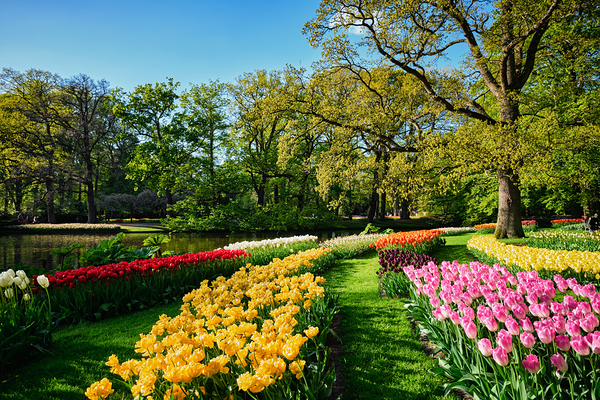 Blooming tulips flowerbeds in Keukenhof flower garden Netherlan by Dmitry Rukhlenko