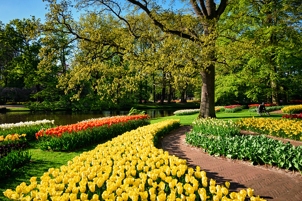 Blooming tulips flowerbeds in Keukenhof flower garden Netherlan by Dmitry Rukhlenko