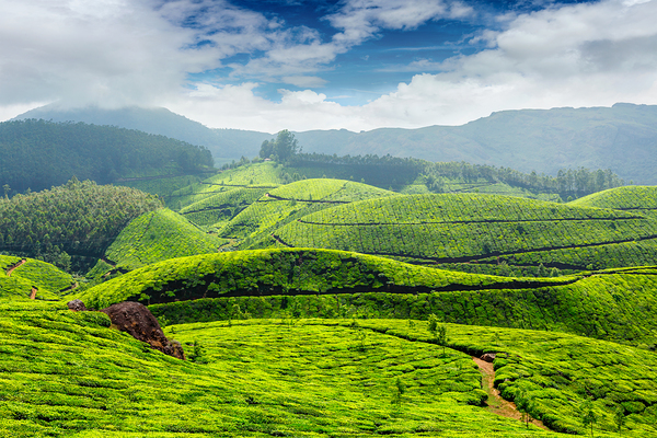 Tea plantations India by Dmitry Rukhlenko