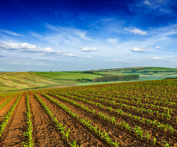 Rolling fields of Moravia by Dmitry Rukhlenko