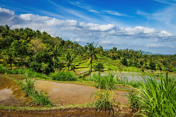 Green rice terraces by Dmitry Rukhlenko