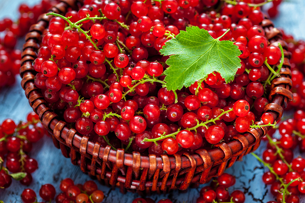 Redcurrant in wicker bowl on the table by Dmitry Rukhlenko