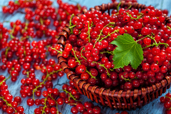 Redcurrant in wicker bowl on the table by Dmitry Rukhlenko