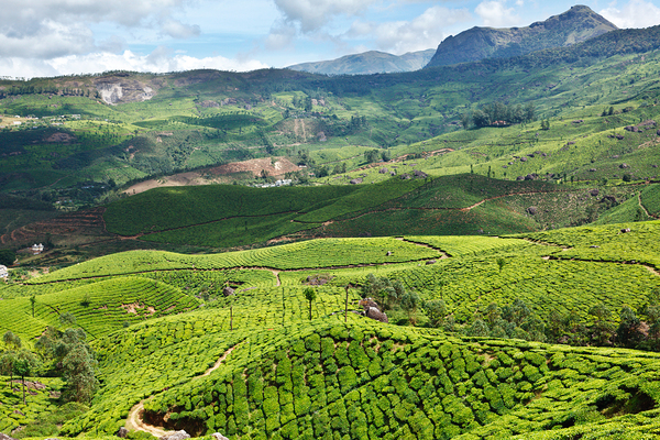 Tea plantations by Dmitry Rukhlenko