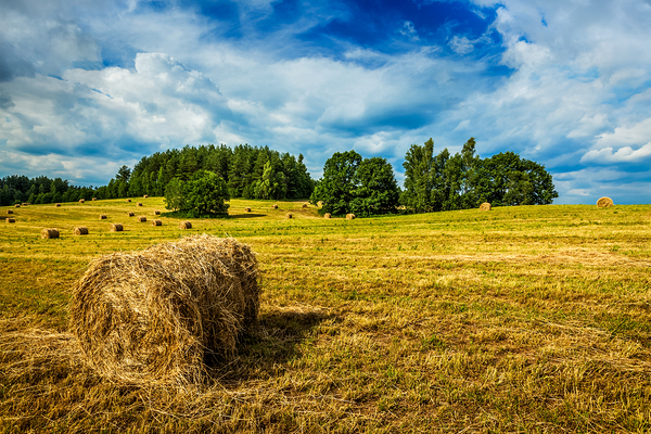 Hay bales on field by Dmitry Rukhlenko