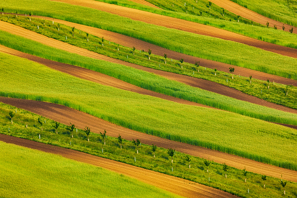 Striped fields of South Moravia by Dmitry Rukhlenko