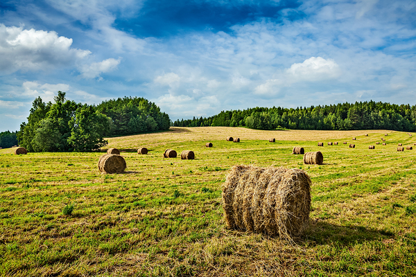 Hay bales on field by Dmitry Rukhlenko