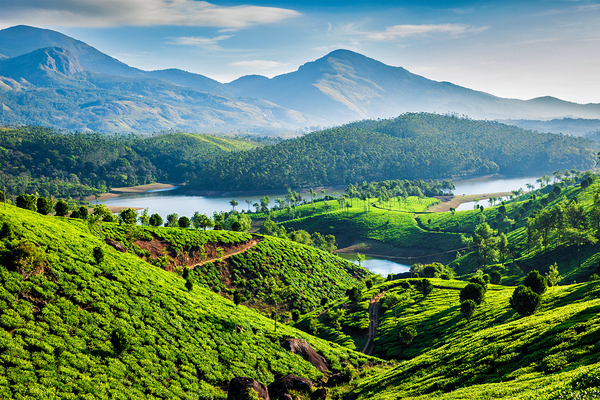 Tea plantations and river in hills. Kerala India by Dmitry Rukhlenko