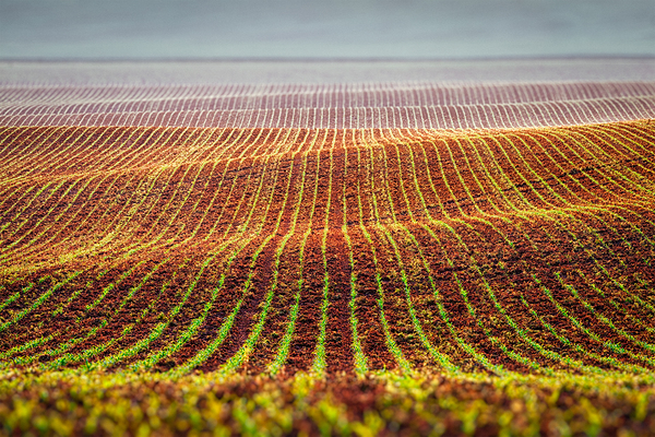 Rolling fields of Moravia by Dmitry Rukhlenko