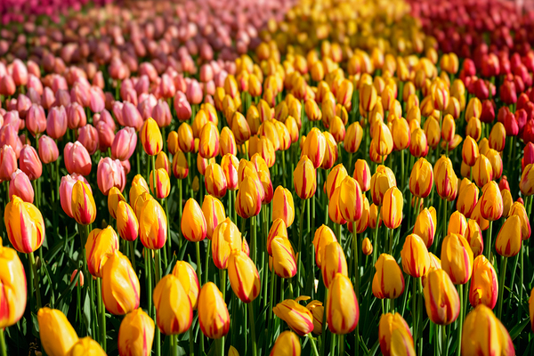 Blooming tulips flowerbed in Keukenhof flower garden Netherland by Dmitry Rukhlenko
