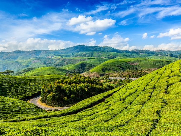 Green tea plantations in Munnar Kerala India by Dmitry Rukhlenko