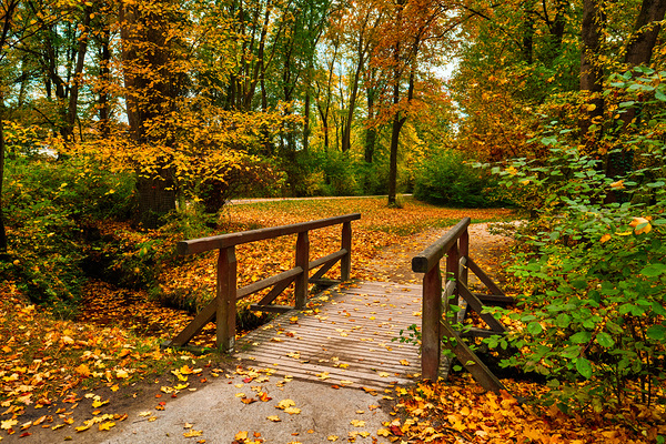 Munich English garden Englischer garten park in autumn. Munchen Bavaria Germany by Dmitry Rukhlenko