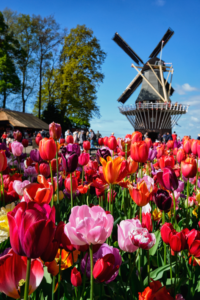 Blooming tulips flowerbed and windmill in Keukenhof flower garde by Dmitry Rukhlenko