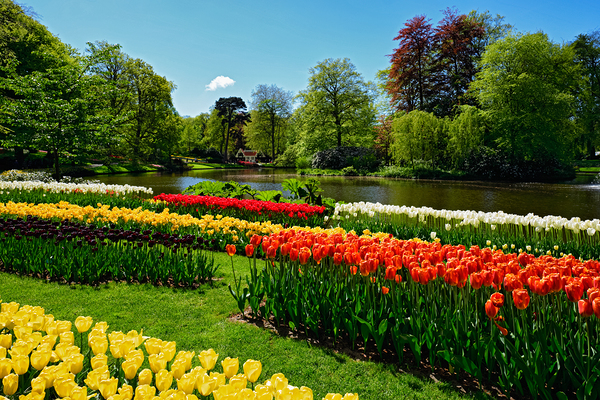 Blooming tulips flowerbed in Keukenhof flower garden Netherland by Dmitry Rukhlenko