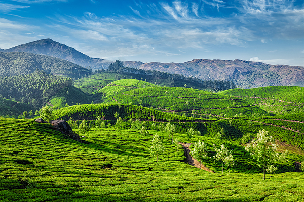 Tea plantations Munnar Kerala state India by Dmitry Rukhlenko