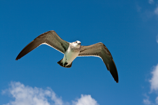 Seagull flying in the air by Dmitry Rukhlenko
