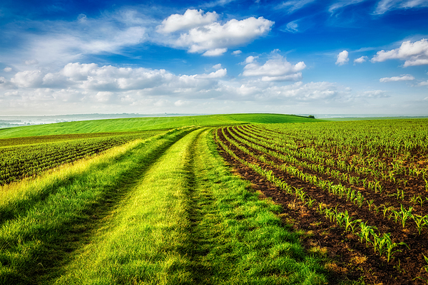 Rolling fields of Moravia by Dmitry Rukhlenko