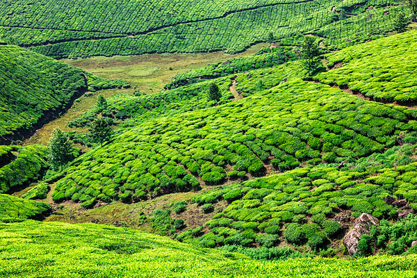 Tea plantations in Kerala India by Dmitry Rukhlenko