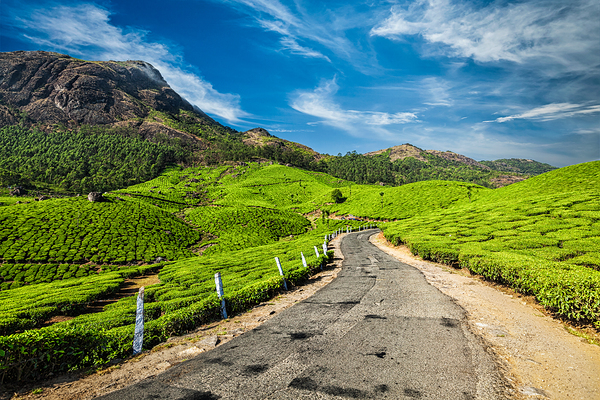 Road in tea plantations India by Dmitry Rukhlenko