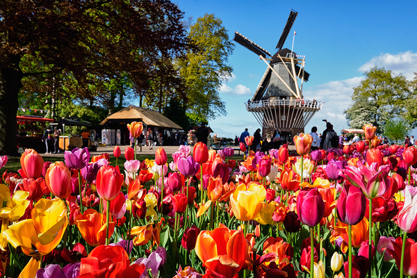 Blooming tulips flowerbed and windmill in Keukenhof flower garden by Dmitry Rukhlenko