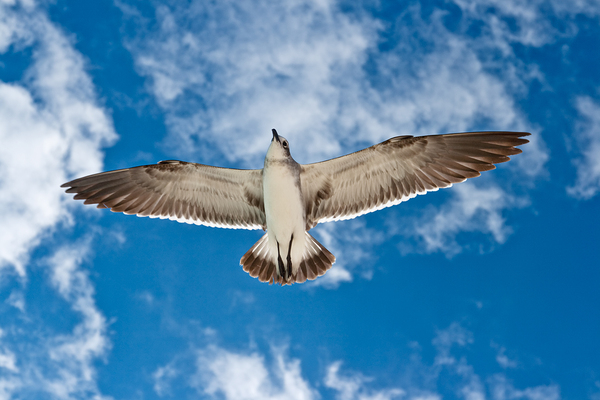 Seagull flying in the air by Dmitry Rukhlenko