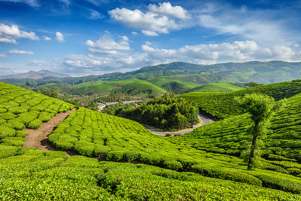 Tea plantations Munnar Kerala state India by Dmitry Rukhlenko