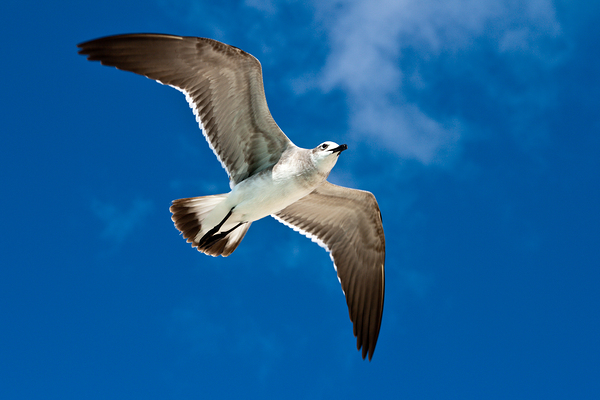 Seagull flying in the air by Dmitry Rukhlenko