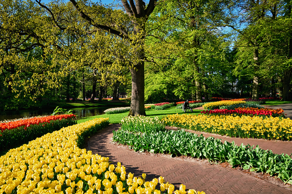 Blooming tulips flowerbeds in Keukenhof flower garden Netherlan by Dmitry Rukhlenko